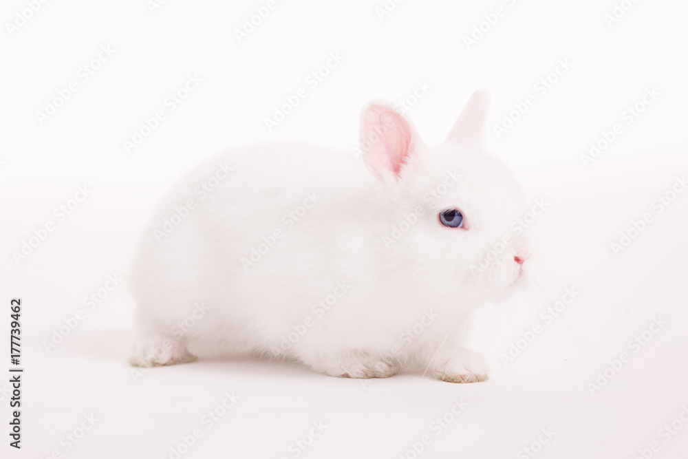 White rabbit in  a studio on a white backgroud 