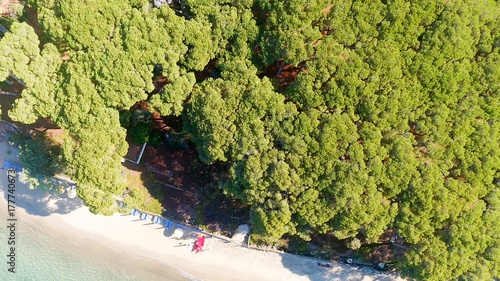 Overhead view of pinewood in front of ocean