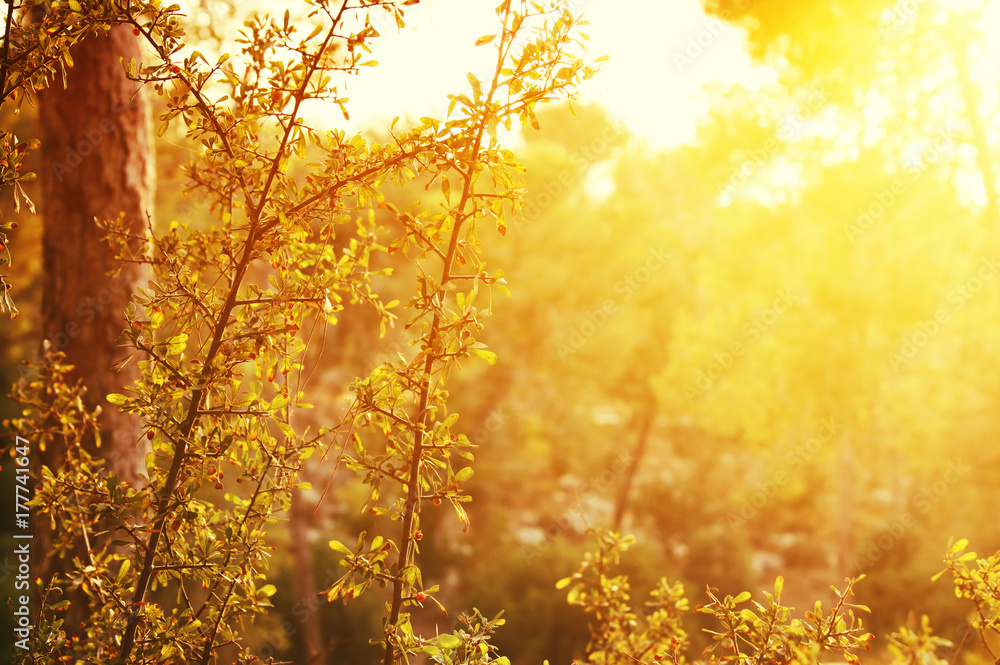 abstract autumnal dreamy image of forest at sunset light