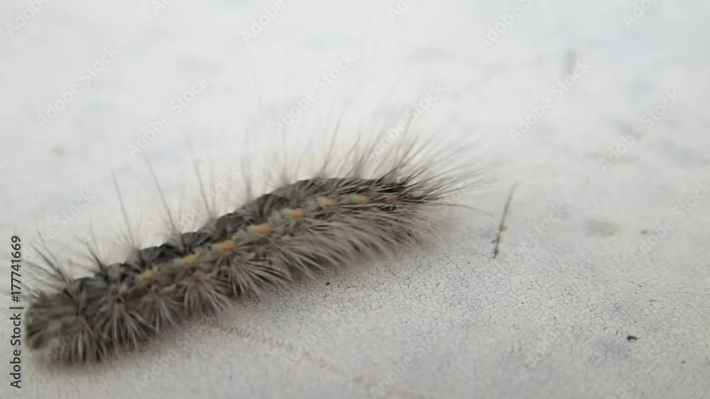 Hairy caterpillar moving out of the frame Hairy caterpillar moving out of the frame