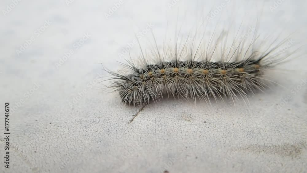 Caterpillar going out of the frame Caterpillar going out of the frame