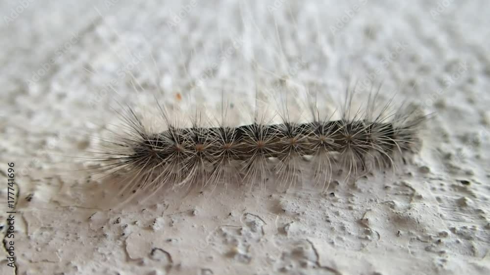 Dark colored body hairy caterpillar with white hair moving Dark colored body hairy caterpillar with white hair moving