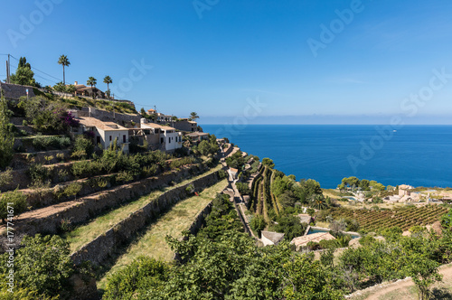 Terrasses cultivées à Banyalbufar sur l'île de Majorque (Îles Baléares, Espagne) photo