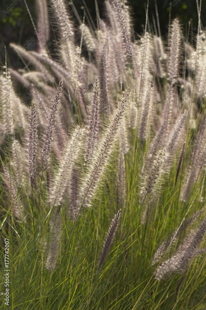 Ornamental grass seed heads, backlit, Morocco. Ornamental grass seed heads, backlit, Morocco.