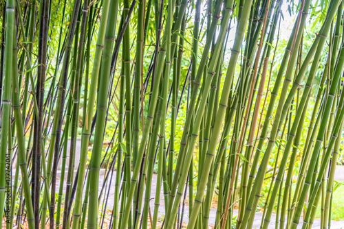 Green bamboos background