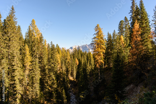 Dolomites. Wonder in the larch forest. Autumn...