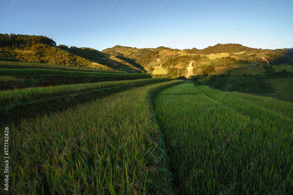Obraz premium Terraced rice field in harvest season at sunset in Mu Cang Chai, Vietnam.