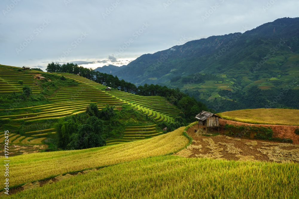 Terraced rice field in harvest season in Mu Cang Chai, Vietnam. Terraced rice field in harvest season in Mu Cang Chai, Vietnam.