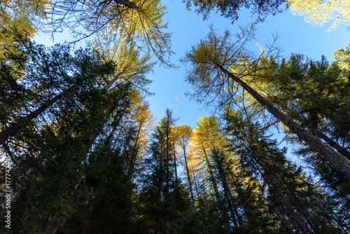 Dolomites. Wonder in the larch forest. Autumn...