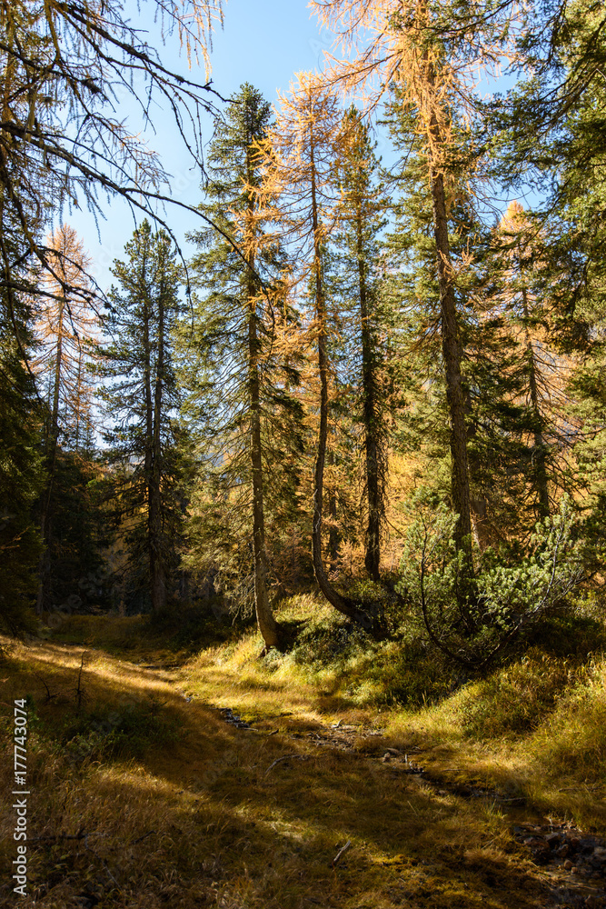 Dolomites. Wonder in the larch forest. Autumn... Dolomites. Wonder in the larch forest. Autumn...