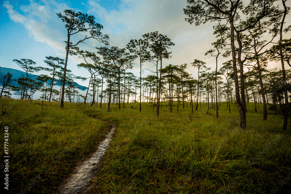 Pine forest in Thailand