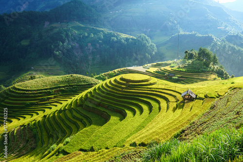 Terraced rice field in harvest season in Mu Cang Chai, Vietnam. Mam Xoi popular travel destination. © Hanoi Photography