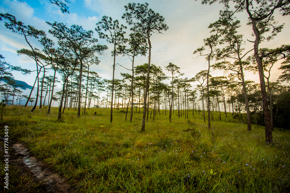Pine forest in Thailand Pine forest in Thailand