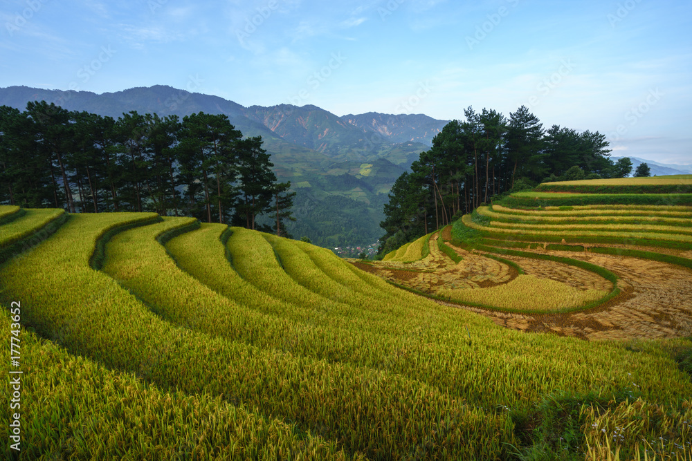 Terraced rice field in harvest season in Mu Cang Chai, Vietnam. Terraced rice field in harvest season in Mu Cang Chai, Vietnam.
