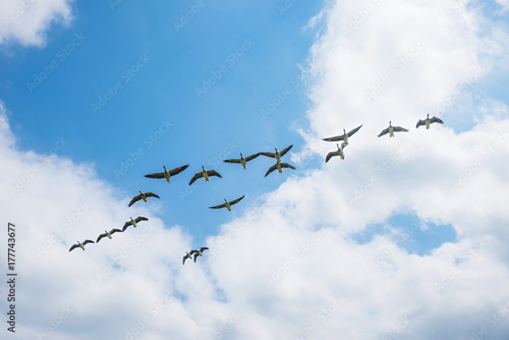 Fliegende Gänse am Himmel, Blick von unten Fliegende Gänse am Himmel, Blick von unten