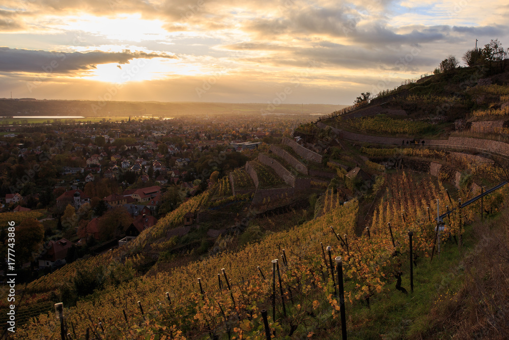 vineyards in Radebeul, Saxony, Germany