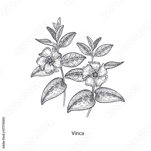 Medical plant periwinkle.