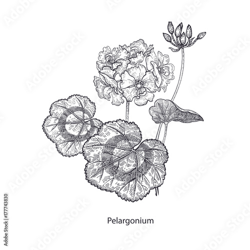 Medical flower geranium.