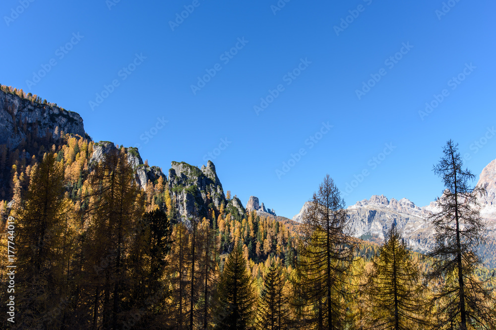 Dolomites. Wonder in the larch forest. Autumn...