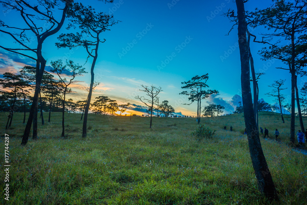 Fototapeta premium Pine forest in Thailand