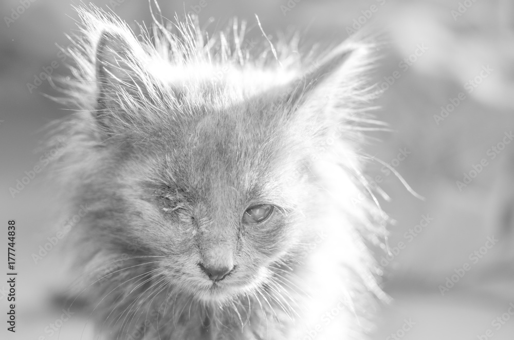 Blind kitten Blind kitten