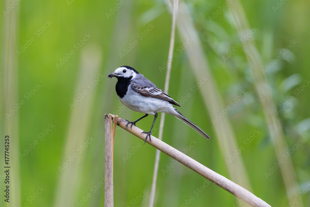 white wagtail (Motacilla alba alba) insects in beak white wagtail (Motacilla alba alba) insects in beak