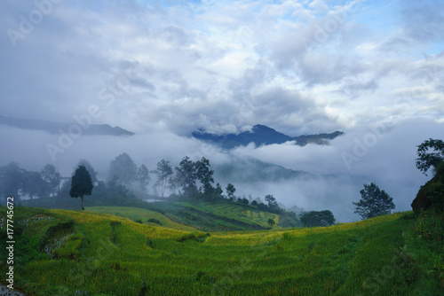 Terraced rice field landscape in harvesting season with low clouds in Y Ty, Bat Xat district, Lao Cai, north Vietnam © Hanoi Photography
