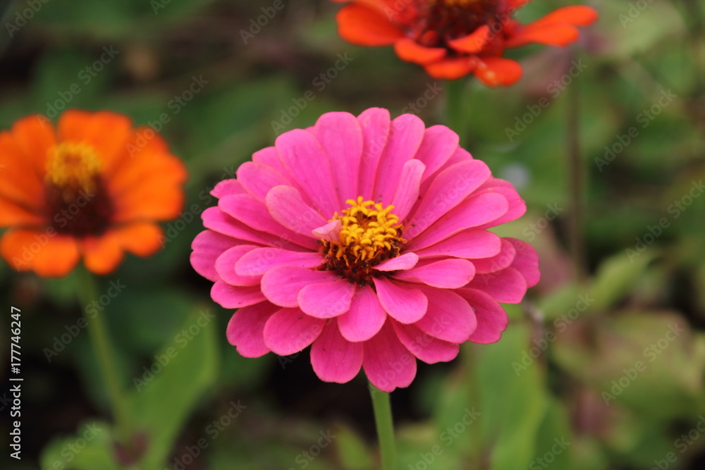 Bright zinnia in the garden Bright zinnia in the garden