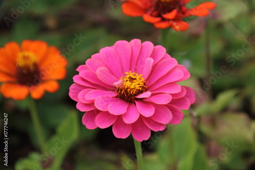 Fotografi Bright zinnia in the garden