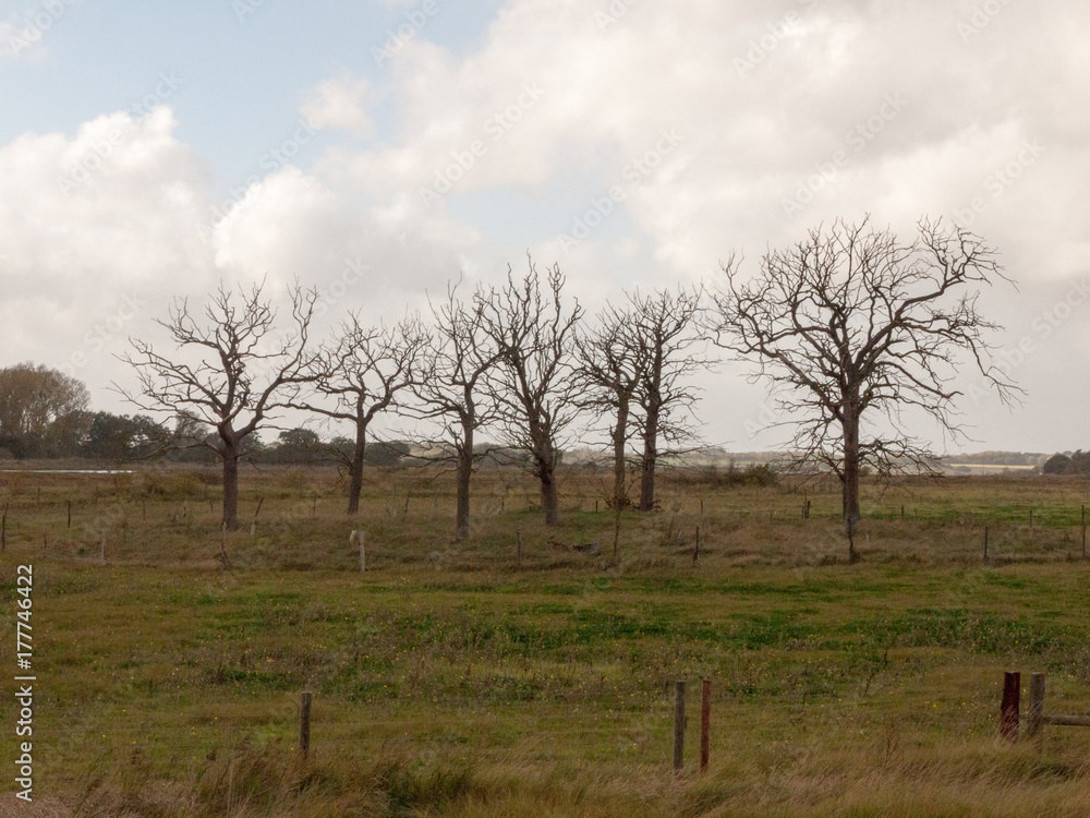 Fototapeta premium beautiful bare tree standing structures branches reaching out in country side field