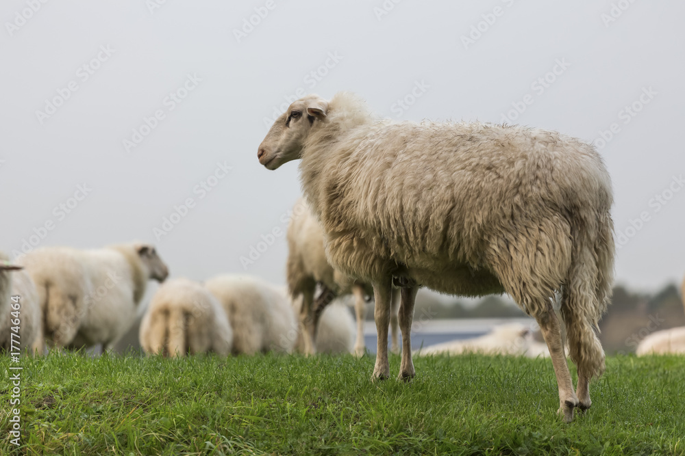 Fototapeta premium sheeps on a meadow