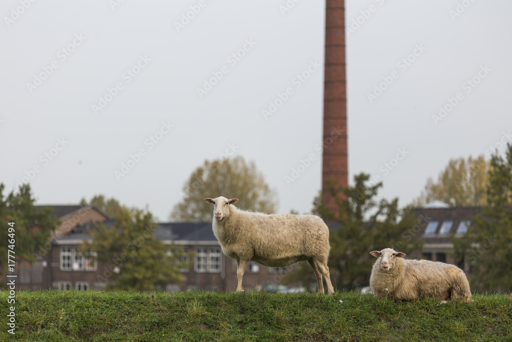 Fototapeta premium sheeps on a meadow
