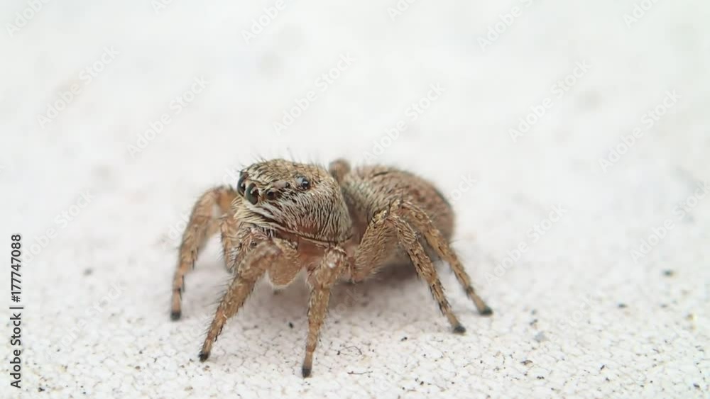 Brown jumping spider moving out of the frame Brown jumping spider moving out of the frame