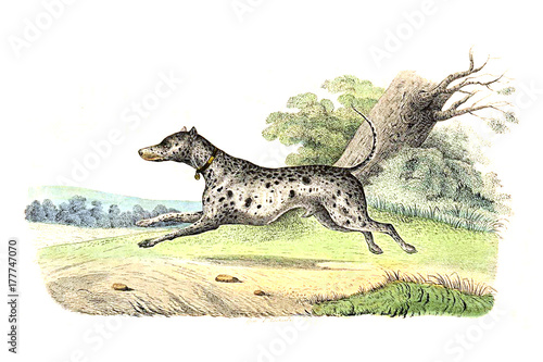 Hunting dog. Illustration
