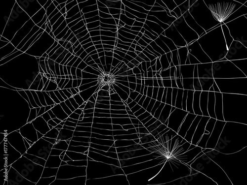 spider web with dandelion seeds on black
