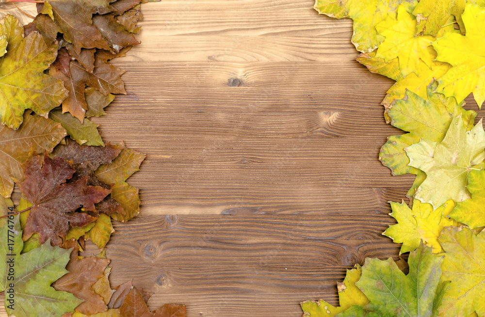 Canadian maple autumn leaves on wooden board surface background with copy space. Autumn background. Canadian maple autumn leaves on wooden board surface background with copy space. Autumn background.