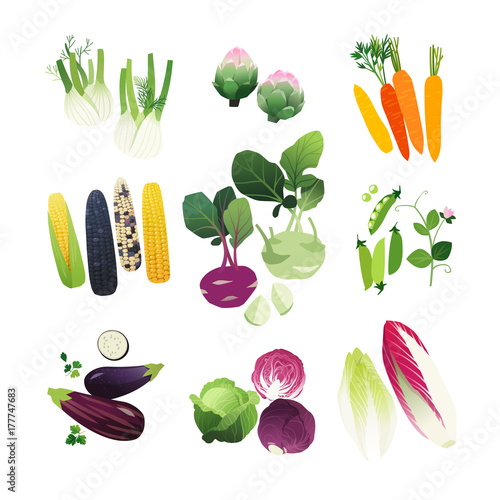 Clip art vegetables set with fennel, artichoke, carrot, corn stalks, kohlrabi, peas, eggplant, cabbage and endive lettuce