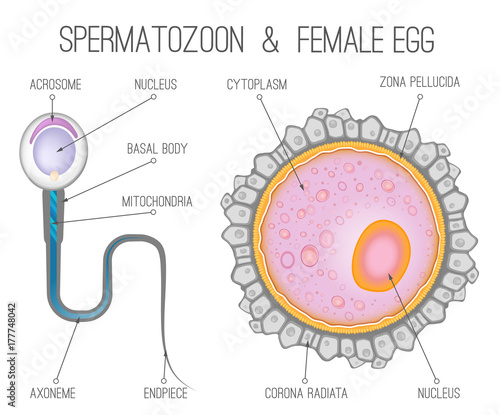 Female egg structure