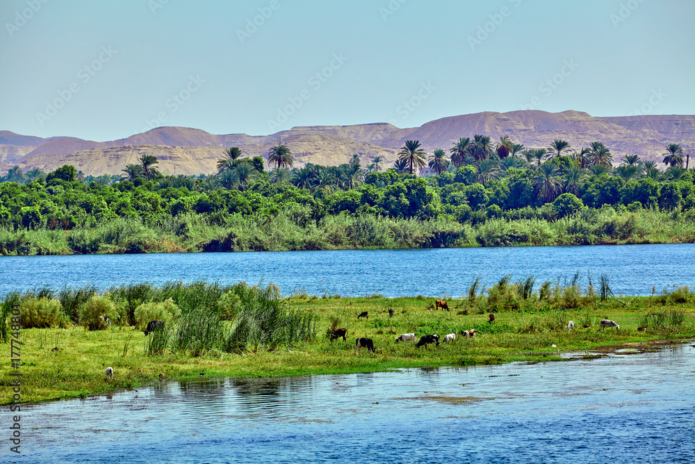 River Nile in Egypt. beautiful landscape River Nile in Egypt. beautiful landscape