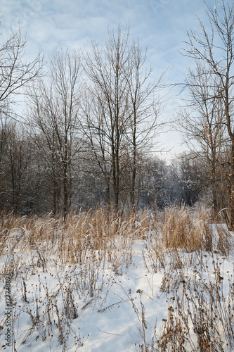 winter forest glade covered with snow with a footpath and a yellow dry grass