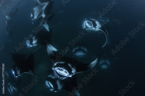 Bilde på lerret Large school of manta rays feeding on plankton in Hanifaru Bay, Baa Atoll, Maldives