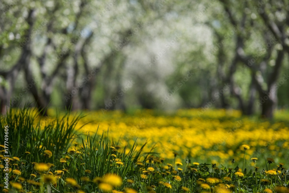 Grass and field of dandelions. Grass and field of dandelions.