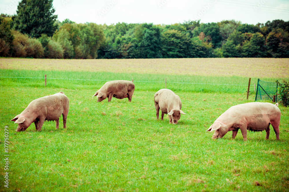 Pig farm. pigs in field. Healthy pig on meadow Pig farm. pigs in field. Healthy pig on meadow