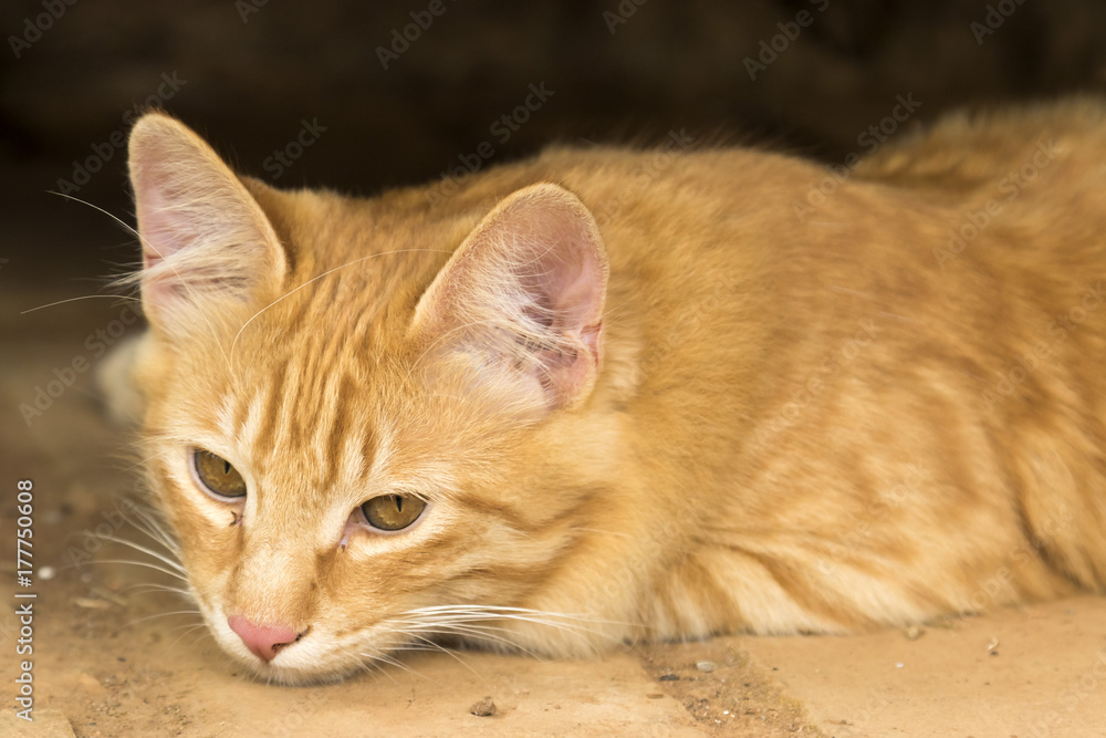 yellow sleepy stray kitty cat portrait laying on the floor looking down yellow sleepy stray kitty cat portrait laying on the floor looking down