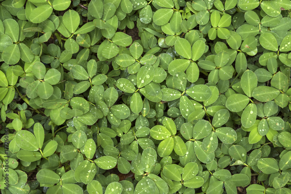 background texture green foliage with dew water drops background texture green foliage with dew water drops