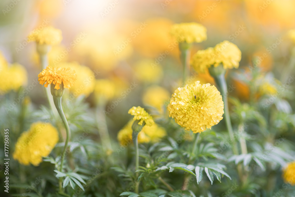 Fototapeta premium Close up of beautiful marigold flowers in the garden