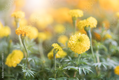 Close up of beautiful marigold flowers in the garden