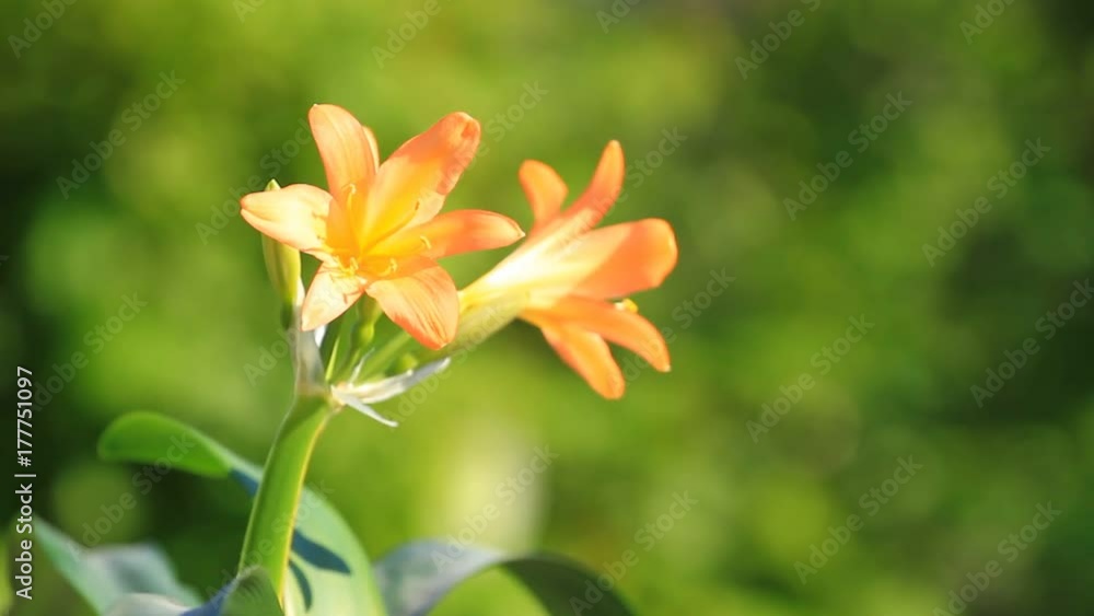 Clivia miniata flowrs blossom on a green background Clivia miniata flowrs blossom on a green background