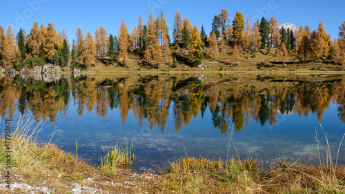 Reflections. High mountain larch in autumn dress. Lake Federa, Dolomites © Nicola Simeoni