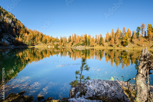 Reflections. High mountain larch in autumn dress. Lake Federa, Dolomites